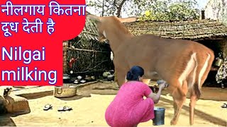 How Much Milk Gives Nilgai milking nilgai [upl. by Ticknor]