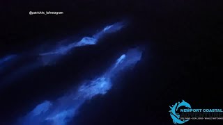 Dolphins swim in bioluminescent waves in Newport Beach [upl. by Ellehsyt]