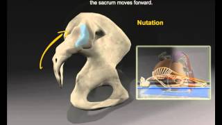 Sacroiliac Joint [upl. by Ransell]