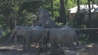 Elephants Mating at the Cleveland Zoo [upl. by Agna]