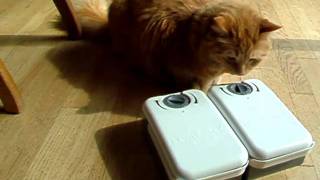 Pumpkin Puss Smartest Cat in the World Opening Auto Feeder [upl. by Camarata]