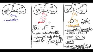 Memorize The 20 Amino Acids  The Easy Way [upl. by Dougherty]