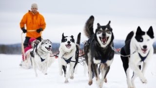 Pasi the Husky Farm Owner in Lapland  FINLAND [upl. by Novyaj434]