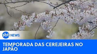 Começa a temporada das cerejeiras no Japão  SBTNewsnaTV 120424 [upl. by Savill]