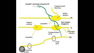 Arnolds Nerve [upl. by Orodisi]