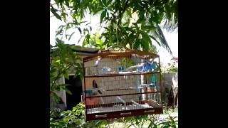 Trinidad Bullfinch  Sifu part 2 singing in form [upl. by Brag]