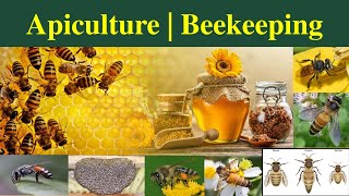 Apiculture  Bees species in Apiculture  Bee Keeping Bee species A dorsata  A mellifera Part 1 [upl. by Atsuj202]