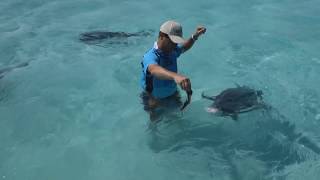 Hand Feeding Monster 100lb Giant Trevally GTs in the Cook Islands  IFISH [upl. by Ardisj197]