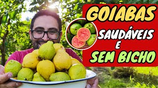 ✅ GOIABA SEM BICHO sem mosca da fruta  Bicho da goiaba [upl. by Tayler]