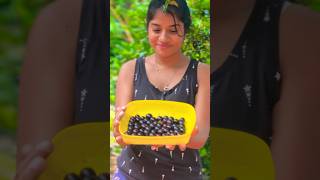 Jaboticaba fruit harvesting ✨ [upl. by Thackeray]