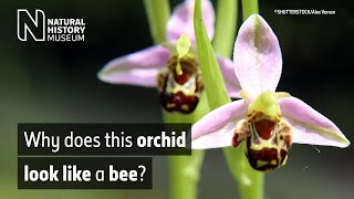 The bee orchid Ophrys apifera  Natural History Museum [upl. by Bigler]