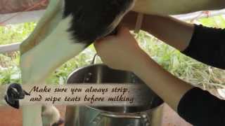 How to Milk a Goat [upl. by Aesoh]