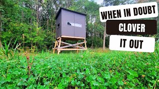 1 ULTIMATE Food Plots for Attracting Deer  Its Clover Every Time [upl. by Gare]