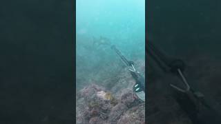 Spearfishing galjoen fishing ocean hunting adventure catch southafrica [upl. by Zeta889]