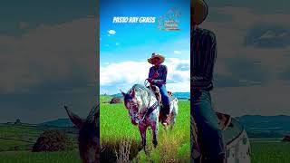 PASTO RAY GRASS LA MEJOR OPCOON PARA TU CABALLO parientesdelrancho martinloza [upl. by Nalani]