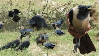 How To Catch Crow With Ring Trap  100 Working Pigeon trap Crow Trap birds Trap  Raptors Today [upl. by Aiuqal]