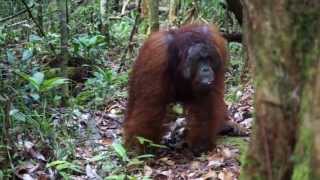 Adult male Bornean orangutan fast long calls and kiss squeaks at observers [upl. by Ayot]