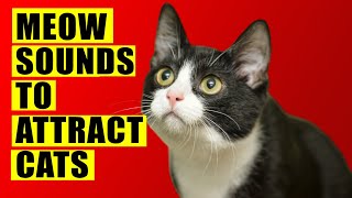 Meows to ATTRACT Cats Meow Sounds to Attract Cats Cats Meowing Sound Effects Kitten Sounds [upl. by Anaitsirc484]