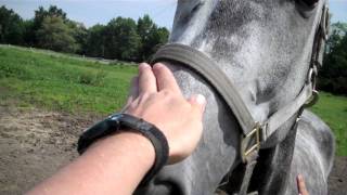 Czech Traditional Folk SongOkolo TřeboněHorses Around TřeboňCZ [upl. by Noffets]