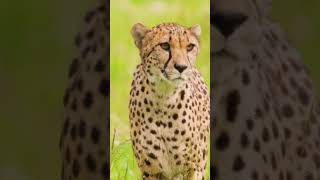 Spotting the difference among Cheetah Leopard and Jaguar [upl. by Hsetirp355]