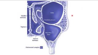 Osteomeatal Unit ENT [upl. by Aivartal]