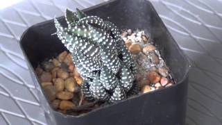 Haworthia reinwardtii frm zebrina [upl. by Nananne434]