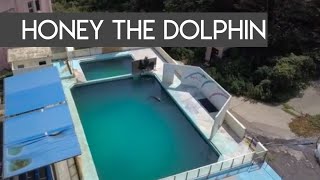 EXCLUSIVE VIDEO Bottlenose dolphin Honey languishes in tank at Inubosaki Marine Park Aquarium [upl. by Tom]