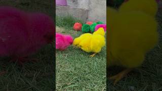 Ayam Lucu Ayam Warna Warni Ayam Rainbow Gokil Kelinci Kucing Lucu Bebek Hewan Lucu [upl. by Nohj]