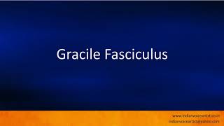 Pronunciation of the words quotGracile Fasciculusquot [upl. by Garwin385]