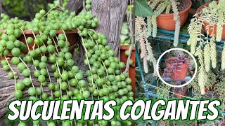 Suculentas COLGANTES  Tips Nombres y Diferencias [upl. by Ykceb]