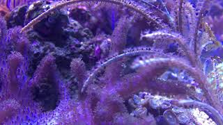 40 Gallon Peninsula Soft Coral Reef Tank [upl. by Godred]