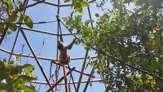 A climbing Linnes twotoed sloth [upl. by Eyaf]