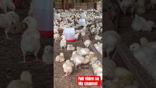 Rapid Broilers Chicken Growth Organically❤️shorts farmafric [upl. by Eilyah607]