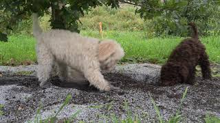 Truffle hunting Lagotto puppies [upl. by Ingelbert533]