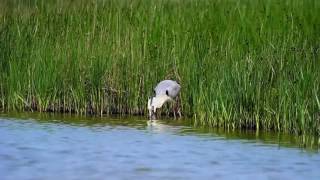 Heron eating a Rabbit [upl. by Selima]