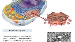 Biologia celular Organelas membranosas [upl. by Dyraj]