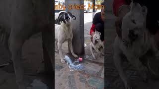 Heartbreaking Moment Mom Cries Over Injured Puppy on Road rescuedoglove pets dogrescuestories [upl. by Oisacin436]