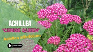 Achillea Cerise Queen  Achillea Millefolium  TinyLeaf [upl. by Orthman885]