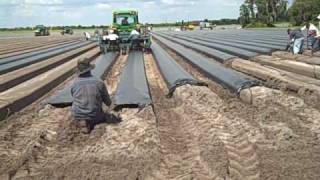 Plastic Laying at Wish Farms to Prepare for Strawberry Planting [upl. by Ramon614]