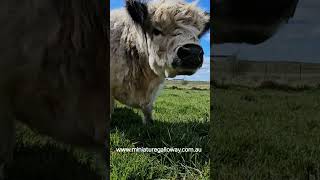 perfect sound adoptampvisit cowfie cow [upl. by Howarth967]