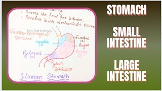 Stomach l Small Intestine l Large Intestine l NCERT l Bio Pathshala l Lec  6 [upl. by Brigette657]