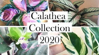 Calathea Collection 2020 Update [upl. by Saberhagen312]