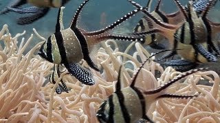 Mucky Secrets  Part 6  Cardinalfishes amp Trumpetfish  Lembeh Strait [upl. by Geithner]