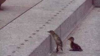 Ducklings fight wind to keep up with momma [upl. by Salokin]