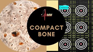 Compact Bone in detail  Osteons Lamellae Haversian canal Volkmann canal  Med Madness [upl. by Broeder]