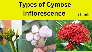 Cymose Inflorescence and it’s types in Hindi Types of Cymose inflorescence class 11 [upl. by Faubion]