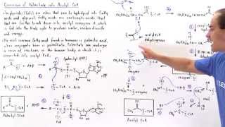 Conversion of Fatty Acids into Acetyl Coenzyme A [upl. by Sinnal]