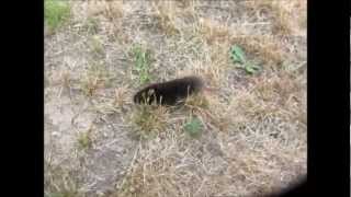 Watch Mole Run Above Ground [upl. by Esme]