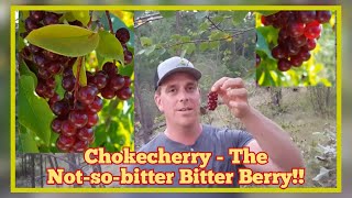 Chokecherry  Wild Edible Berry Identification and Description [upl. by Aneev]