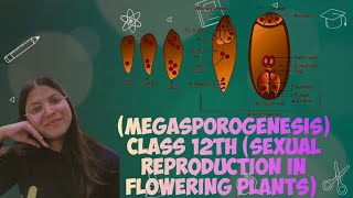 Megasporogenesis ch 2 sexual reproduction in flowering plants Important topics cover in just 5 min [upl. by Dalpe]